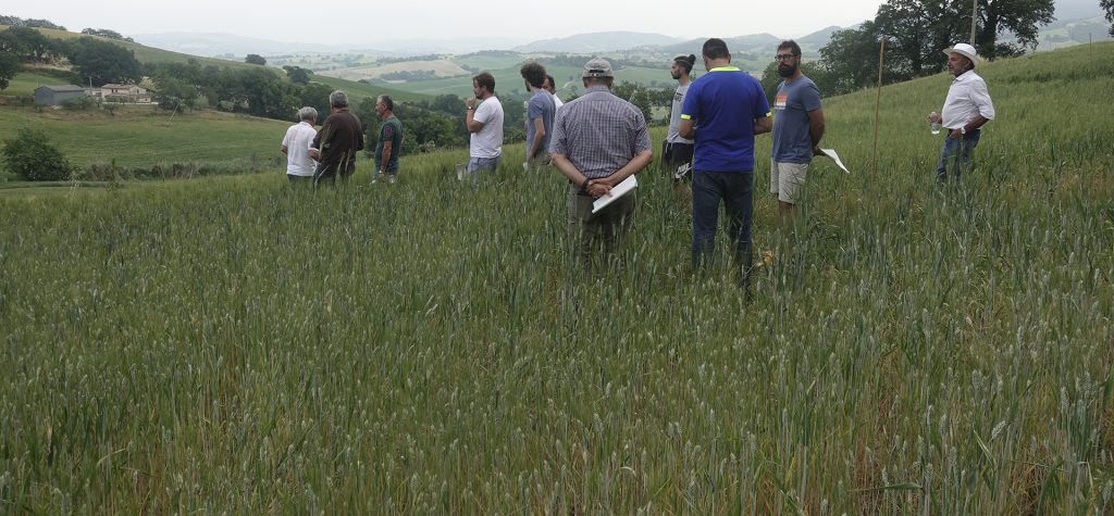 campo di grano e uomini della cooperativa