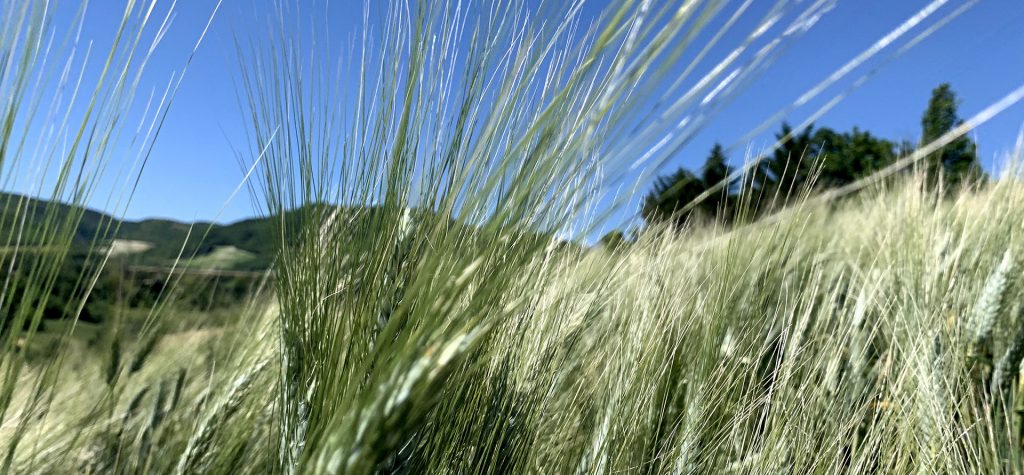 campo di grano