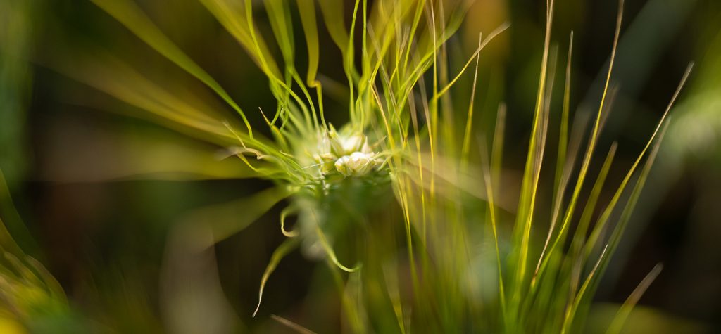 dettaglio grano